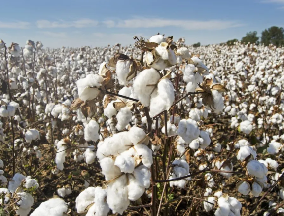 Agro Trade International specializes in the global trading of agricultural commodities. Our expertise ensures seamless connections between reliable suppliers and international buyers. From cotton and natural fibers to grains and vegetable oils.