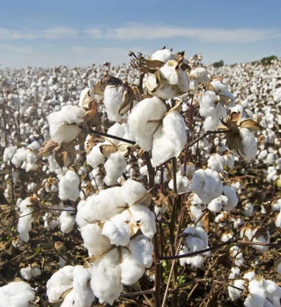 Agro Trade International specializes in the global trading of agricultural commodities. Our expertise ensures seamless connections between reliable suppliers and international buyers. From cotton and natural fibers to grains and vegetable oils.