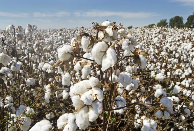 Agro Trade International specializes in the global trading of agricultural commodities. Our expertise ensures seamless connections between reliable suppliers and international buyers. From cotton and natural fibers to grains and vegetable oils.
