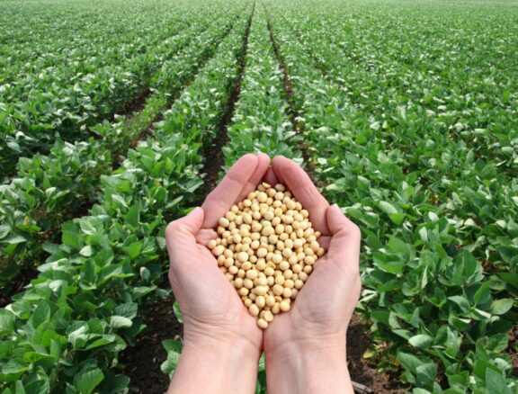 Agro Trade International provides sourcing and procurement consulting services to help businesses access reliable suppliers and cost-effective solutions worldwide. We manage the entire process, offering strategic insights and guidance.