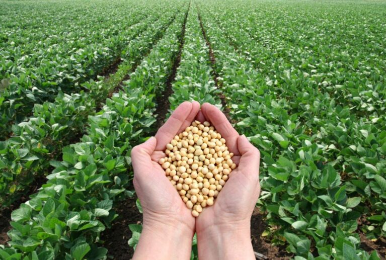 Agro Trade International provides sourcing and procurement consulting services to help businesses access reliable suppliers and cost-effective solutions worldwide. We manage the entire process, offering strategic insights and guidance.