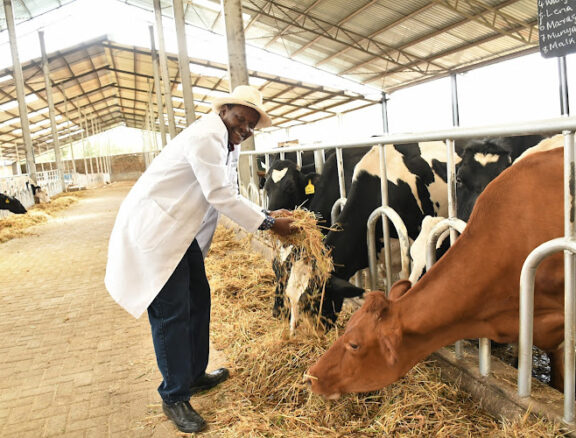 Agro Trade International offers high-quality animal feed designed to support the health, growth, and productivity of livestock. Our range includes nutritionally balanced feed for cattle, poultry, and other farm animals, sourced from trusted manufacturers.