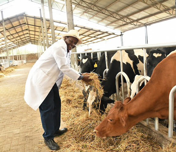 Agro Trade International offers high-quality animal feed designed to support the health, growth, and productivity of livestock. Our range includes nutritionally balanced feed for cattle, poultry, and other farm animals, sourced from trusted manufacturers.
